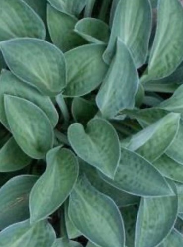 Hosta abiqua trumpet - hosta, small