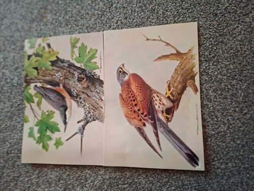 Vintage basil ede wildlife - vintage,