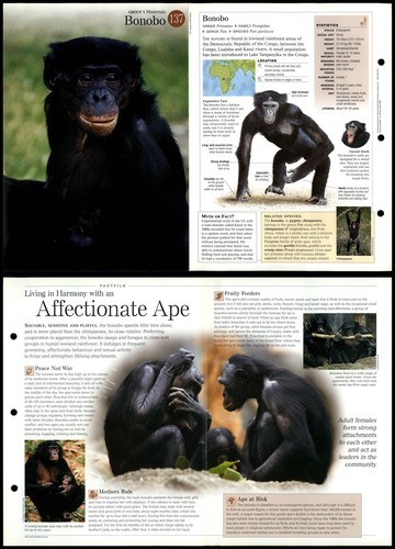 Bonobo 137 mammals - bonobo,