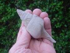 NICE Bartonian Eocene Clavilithes macrospira Fasciolariidae Barton Beds England