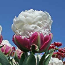 10 Bulbs Tulip Ice Cream