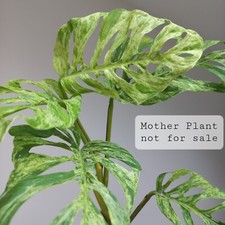 RARE! Monstera Laniata LIME MARBLE, Variegated 1-LEAF Cutting, Rooted in water