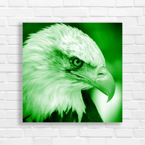 Bald eagle portrait closeup - portrait,
