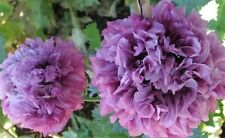Giant poppy! upto 4ft tall! Purple Peony poppy! fresh viable seeds, Wildlife
