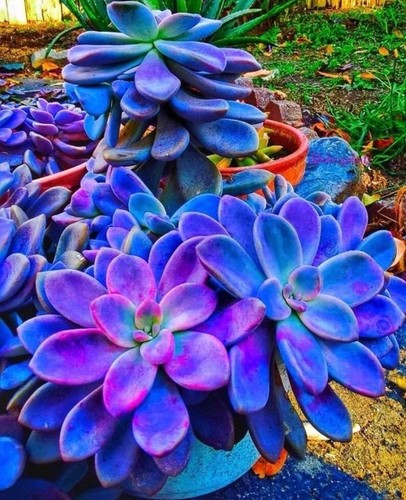 Blue succulents witchford - blue,