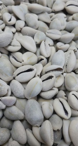 Original natural cowries - ,