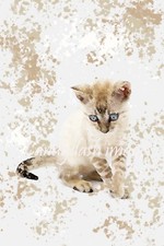 High quality A4 photographic