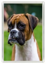 BOXER FAWN & WHITE DOG HEAD