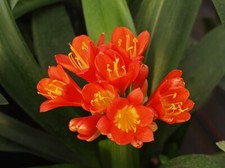 Clivia Miniata Terracotta