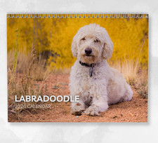 Labradoodle calendar 2026 - labradoodle,