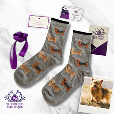 NORWICH TERRIER SOCKS FUN