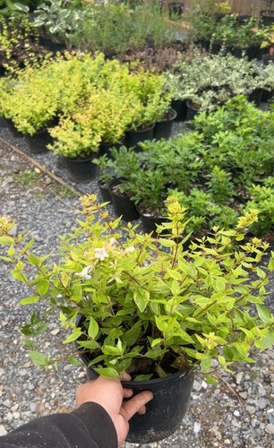 Large litre pot abelia - litre,