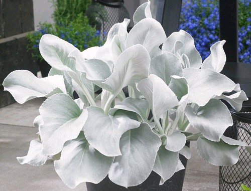 Senecio angel wings - senecio, wings'
