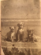 Antique Vintage Pug Dog