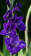 10 x Gladioli PURPLE FLORA