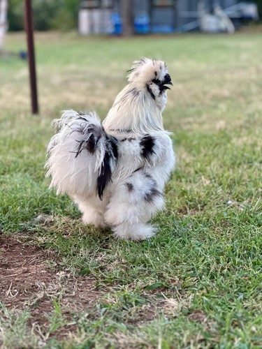 Paint silkie hatching - 6,