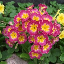 PRIMULA MALA PINK GL 100 SEEDS