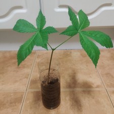 Horse Chestnut Tree Seedling