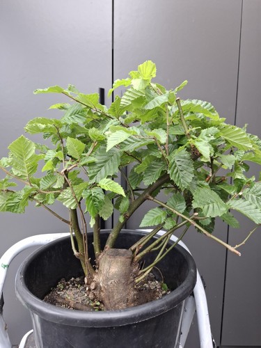 Very chunky yamadori hornbeam - very,
