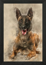 Belgian Shepherd lying aga