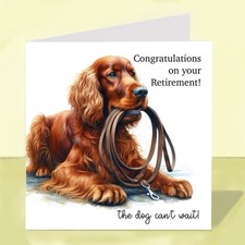 Irish Setter Dog Retirement