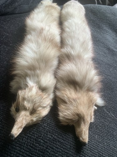 Pair blue fox stole - blue,
