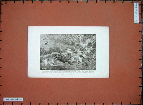 Original old antique print - antique,
