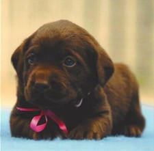 Cute Puppies Quality Birthday