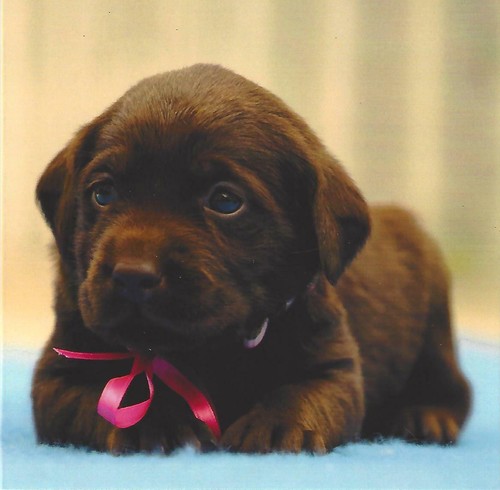 Cute puppies quality - puppies,