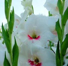 10 Gladioli Nanus White ELVIRA Summer Flowering Bulbs Gladiolus Garden Easy Grow