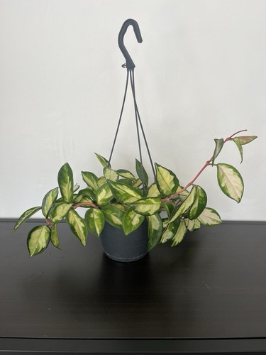 Hoya carnosa tricolor - hoya,