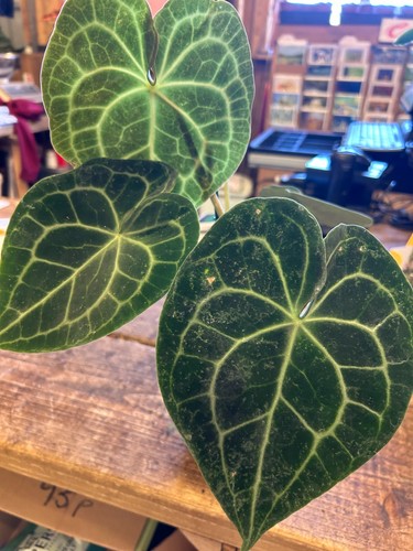 Anthurium clarinervium giant - clarinervium, -giant