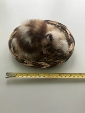 Os12 cat kitten fluffy brown