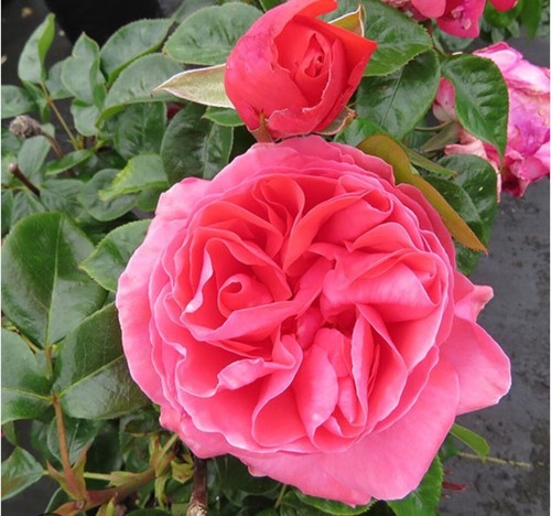 Half standard deep pink - standard, pink-
