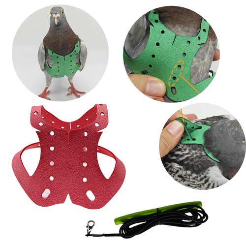 Pigeon harness and leash - pigeon,