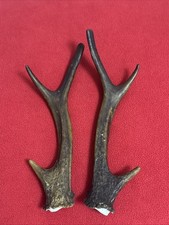 PAIR OF SIKA DEER ANTLERS 149g.   aprox. 21/21,5cm.