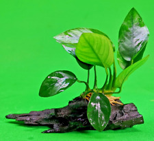 ANUBIAS NANA ON WOOD bogwood Live Aquarium Aquatic Plants driftwood