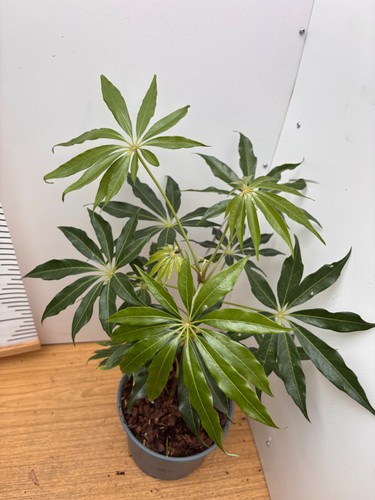 Schefflera taiwaniana litre - schefflera,