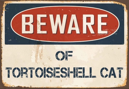 Beware tortoiseshell cat - beware, of
