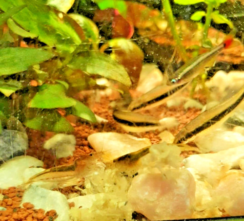 Aquarium snowflake shrimp - snowflake,