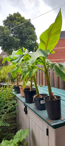 Musa banana plant live potted - banana,