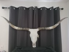 Authentic  Longhorn Skull