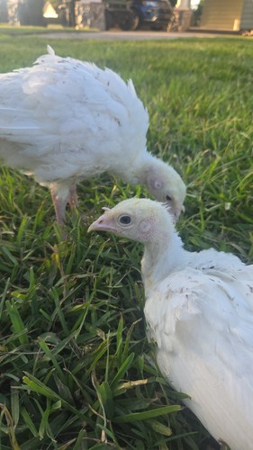 Royal palm turkey hatching - turkey,