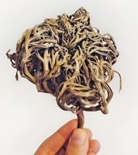 Maryam flower Jericho Rose