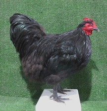 Large Black Australorp Rooster