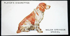 WELSH SPRINGER SPANIEL