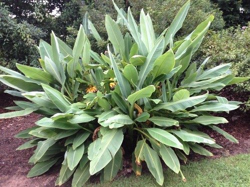 Musella lasiocarpa chinese - musella, lasiocarpa|