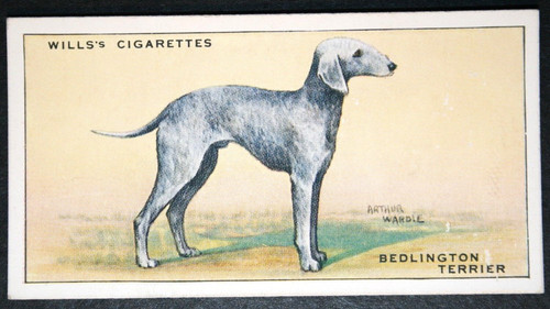 Bedlington terrier vintage - terrier,