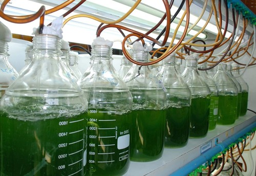 300ml marine phytoplankton - 300ml,
