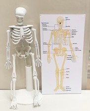 Dolls House Skeleton On A